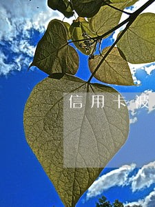 信用卡被骗 逾期 该怎么办 信用卡被骗 逾期 该怎么办